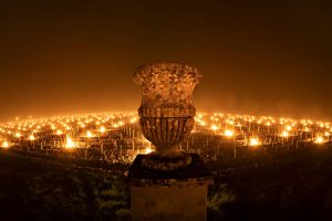 Dopo le gelate, la conta dei danni. Soprattutto in Toscana, Umbria ed Emilia Romagna