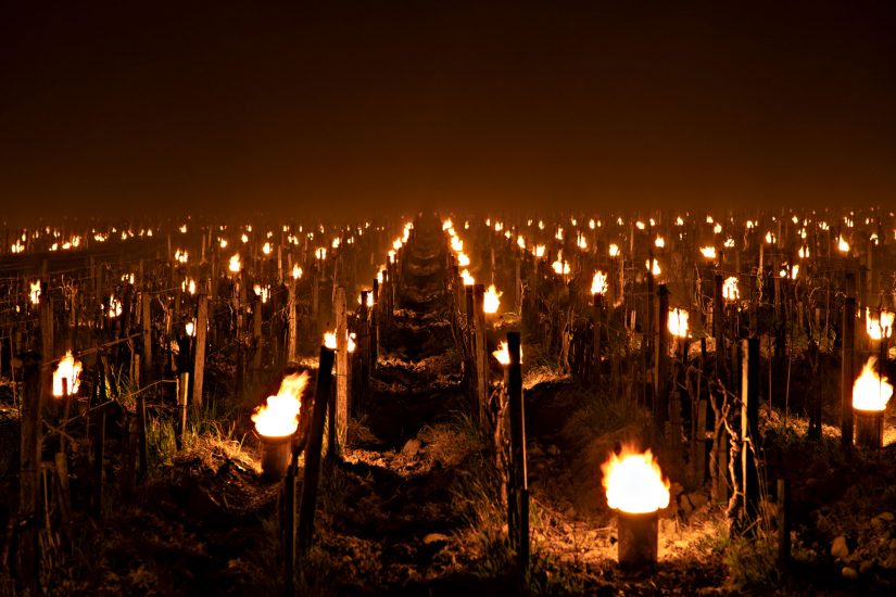Le fiaccole tra i filari di Trinoro per difendersi dal gelo