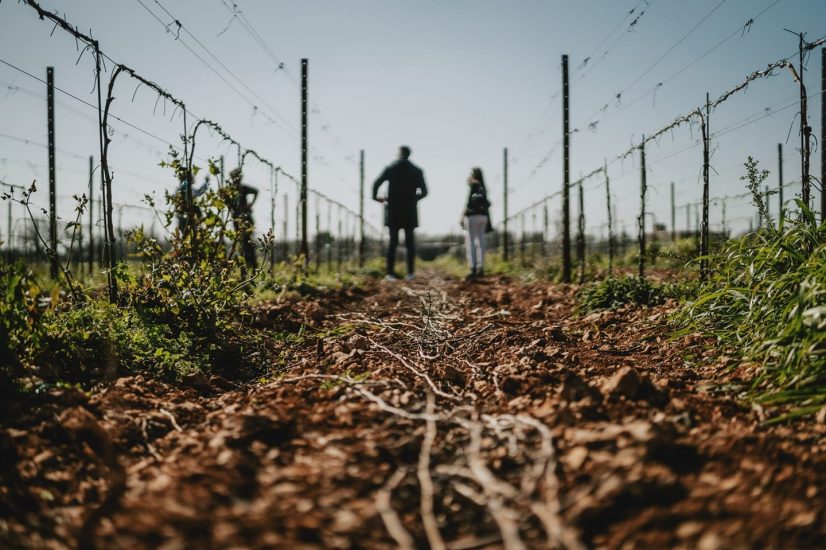 Tenuta Liliana, in Salento