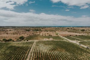 Nel Salento, la “Wine Share Economy” di Tenuta Liliana: vigna e distribuzione condivisa Nel Salento, la “Wine Share Economy” di Tenuta Liliana: vigna e distribuzione condivisa