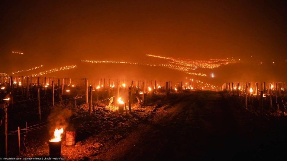 I vignaioli combattono il gelo in Borgogna