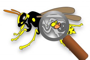 Se le vespe sono afrodisiache per i lieviti e ne promuovono la biodiversit&agrave;