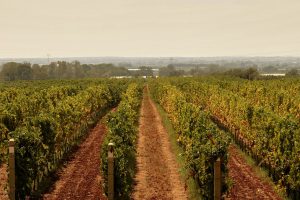 Il futuro di Signorvino è ... nel vino. Dopo il Lazio due nuovi progetti in Sardegna e nel Trentodoc