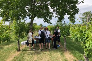 L’enoturismo riparte dalla vigna, e dal Movimento del Turismo del Vino del Friuli Venezia Giulia