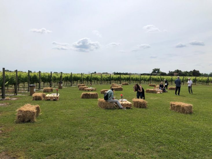 L’enoturismo riparte dalla vigna, e dal Movimento del Turismo del Vino del Friuli Venezia Giulia