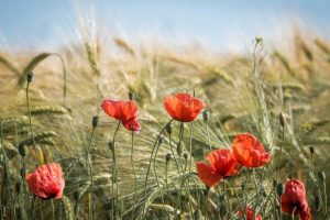 Il Senato approva la legge sull’agricoltura biologica: campagne italiane sempre più green
