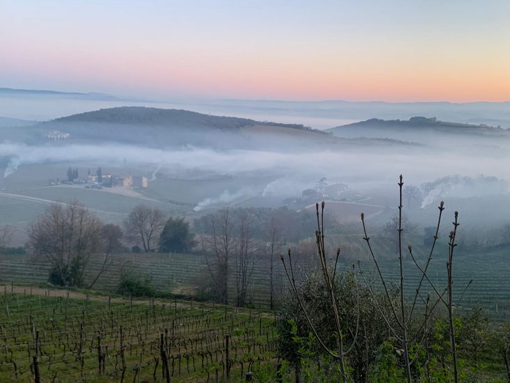 I filari del Brunello di Montalcino messi in salvo dal fumo