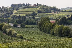 Montebaldo, La Rocca and Sommacampagna: the Bardolino sub-areas on the labels