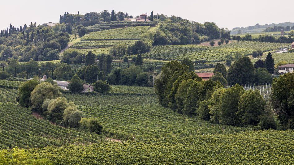 Le sottozone del Bardolino in etichetta: Sommacampagna