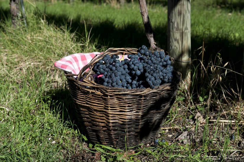 La vendemmia del Lambrusco