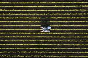 Da Fao a Coop Italia (e non solo), tra diritto al cibo e agricoltura, la parole della sostenibilità Da Fao a Coop Italia (e non solo), tra diritto al cibo e agricoltura, la parole della sostenibilità