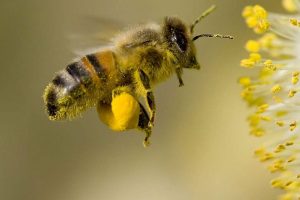 Cooperativa Apicoltori Montani, Miele di Quercia