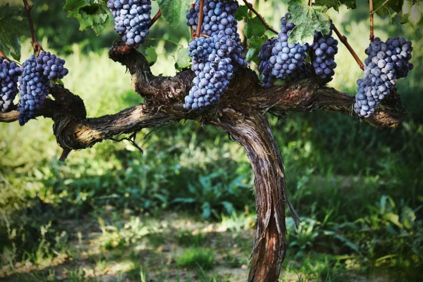 Le vecchie vigne di Biondi Santi, culla del Brunello di Montalcino