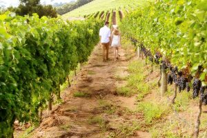 Le “Cantine Aperte”, da rivoluzione del mondo del vino a simbolo di un ritorno alla normalità