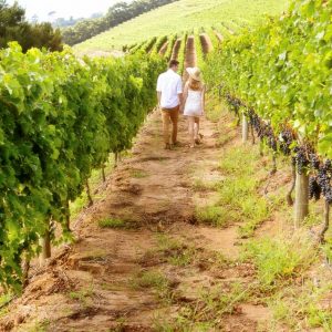 Accessibilit&agrave;, visibilit&agrave; digitale e sinergie: ecco come l&rsquo;enoturismo italiano pu&ograve; crescere ancora