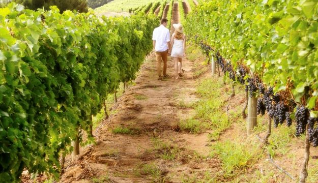 Accessibilit&agrave;, visibilit&agrave; digitale e sinergie: ecco come l&rsquo;enoturismo italiano pu&ograve; crescere ancora