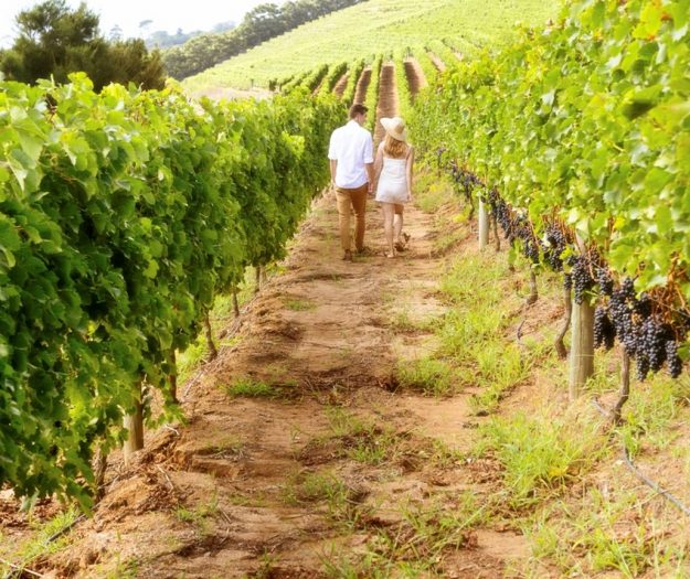Accessibility, digital visibility, synergies: here&rsquo;s how Italian wine tourism can continue to grow