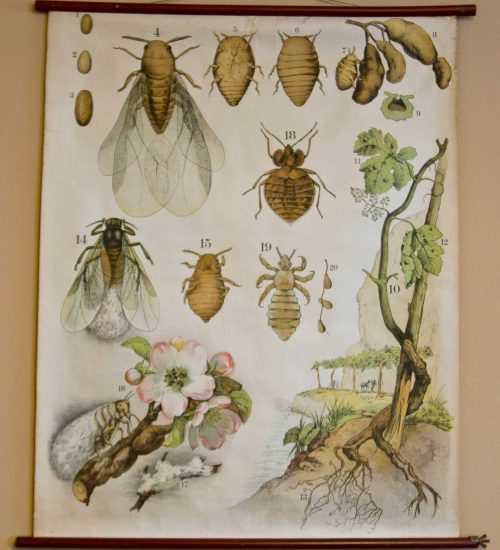 Musei del vino: quello di Ricci Curbastro entra in “Museimpresa”