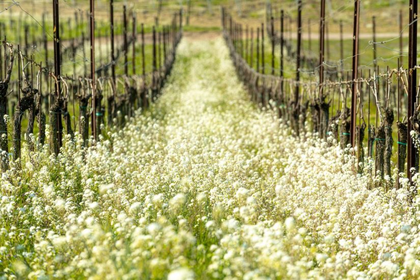 Fiori nei vigneti della Franciacorta