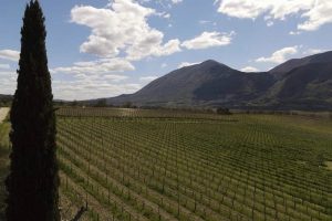 La campagna vaccinale arriva in cantina: il debutto a La Guardiense e Cantina di Solopaca