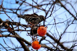 Fauna selvatica, la Toscana traccia la rotta: gli agricoltori potranno abbattere ungulati e non solo