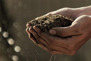 Agricoltura, giù valore alla produzione e valore aggiunto nel 2020. Ma Italia leader in Ue