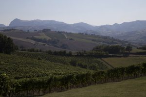 Le Marche enoiche