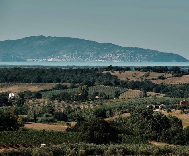 Il territorio del Morellino di Scansano