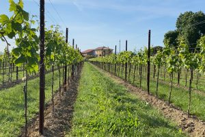 A Pramaggiore, il “vigneto della Serenissima”, il concorso enologico più antico d’Italia