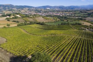 Territori del vino e zonazione: anche le Marche, la Regione “plurale” d’Italia, ci pensa