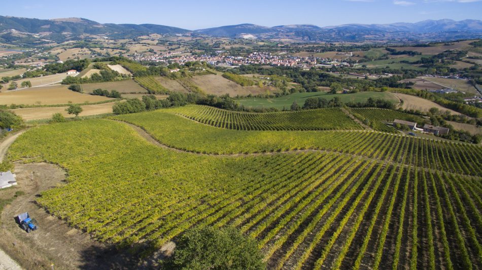 I filari del Verdicchio