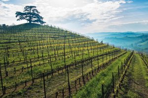 Oenomed, progetto Ue per la transizione green di 7.000 cantine di Tunisia, Francia, Italia e Libano