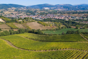I Quaderni di WineNews - Il Verdicchio delle Marche