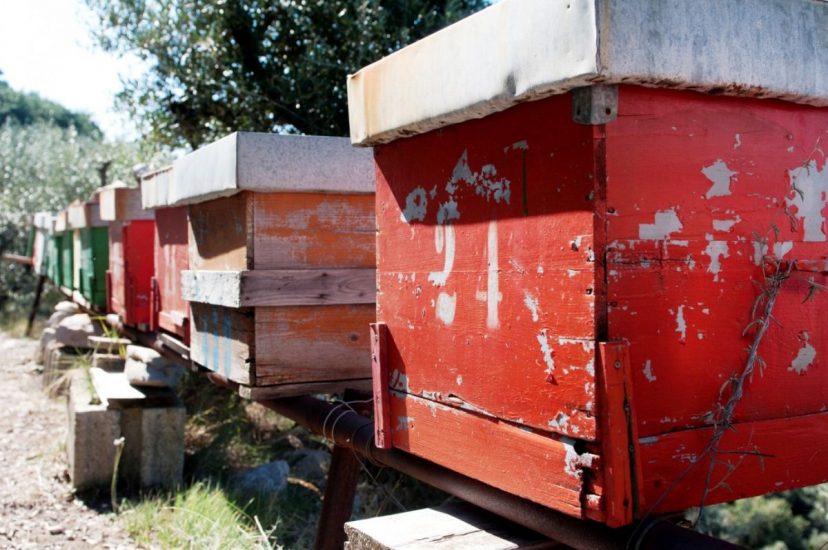 Gli alveari della famiglia Iaccarino a Le Peracciole