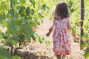 La sostenibilità è etica, e fa vendere di più e meglio. E cresce anche tra le Cooperative del vino