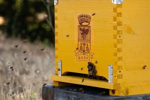 Prendersi cura delle api (e della biodiversità), un aspetto meno noto dei Relais & Châteaux italiani