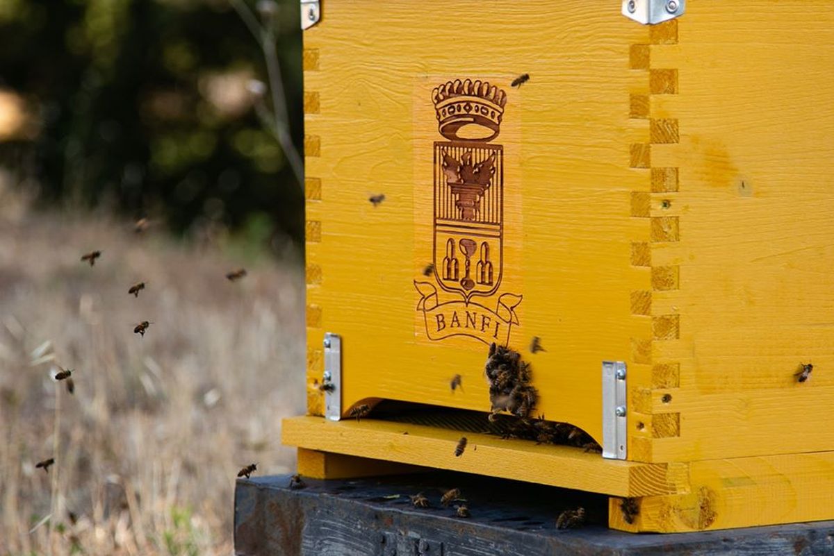 Prendersi cura delle api (e della biodiversità), un aspetto meno noto dei  Relais & Châteaux italiani - WineNews