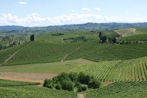 Storia della Barbera