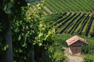 Il rimbalzo è arrivato