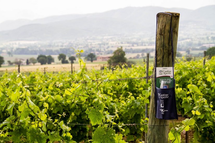 “Cantine Aperte” per la prima volta anche in estate