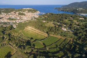 Il “paradosso dell’Elba”: il turismo “si beve” tutto il vino, ma il suo futuro è fuori dall’Isola Il “paradosso dell’Elba”: il turismo “si beve” tutto il vino, ma il suo futuro è fuori dall’Isola