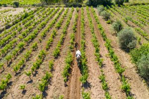 Vini Fantini punta sulla Sardegna: il gruppo, guidato da Valentino Sciotti, lancia il progetto Atzei