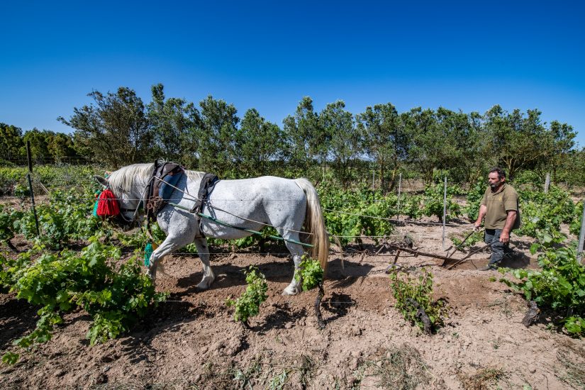 Vini Fantini punta sulla Sardegna, con il progetto Atzei