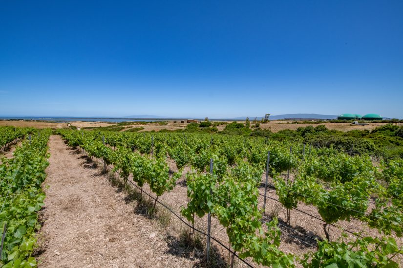 Vini Fantini punta sulla Sardegna, con il progetto Atzei