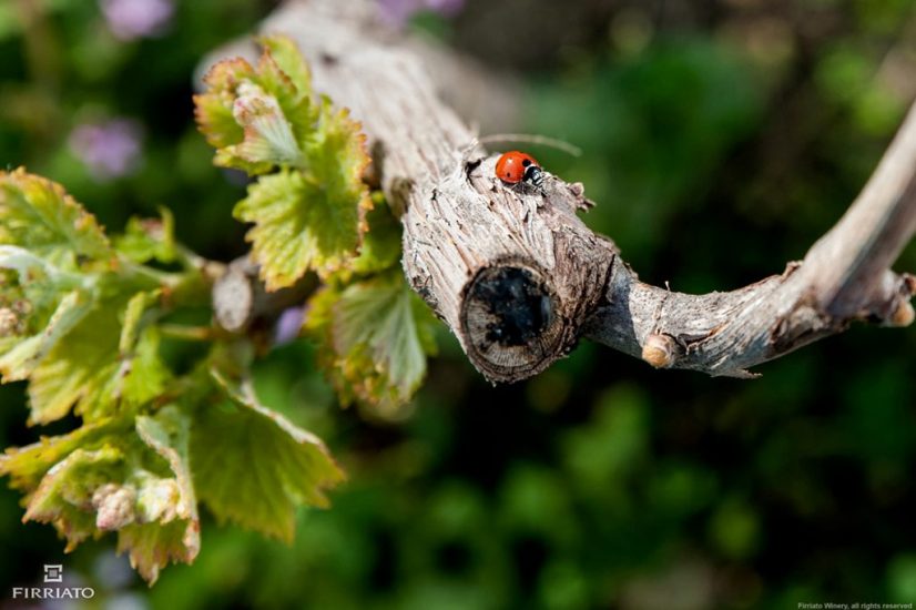 I vigneti di Firriato