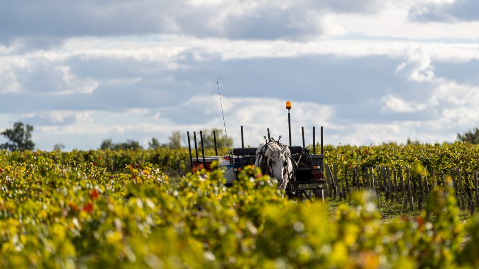 Chateau Pontet-Canet