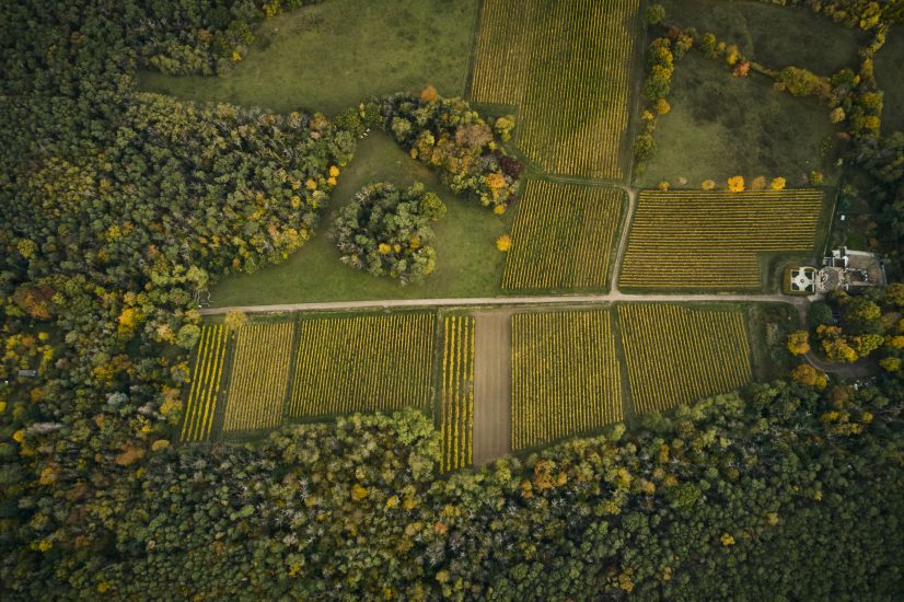 Weingut Odinstal (PH Fabian Hensel Photography)