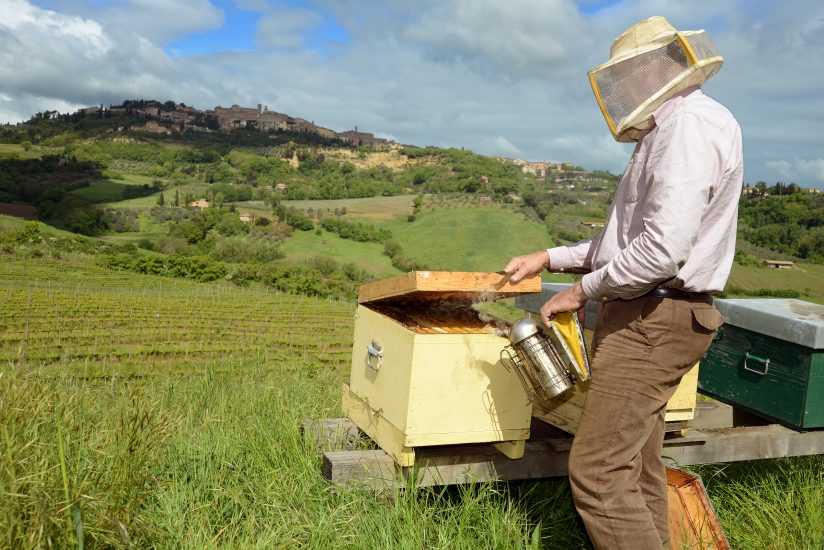 Le api in vigna a Salcheto, in terra di Nobile di Montepulciano