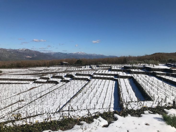 I vigneti di Tasca d’Almerita in inverno