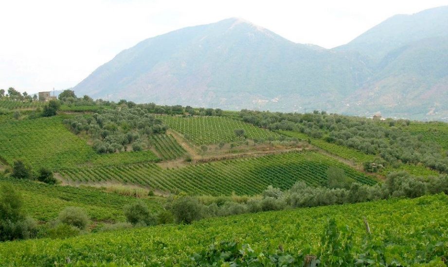 Tra vigneto e territorio, La Guardiense